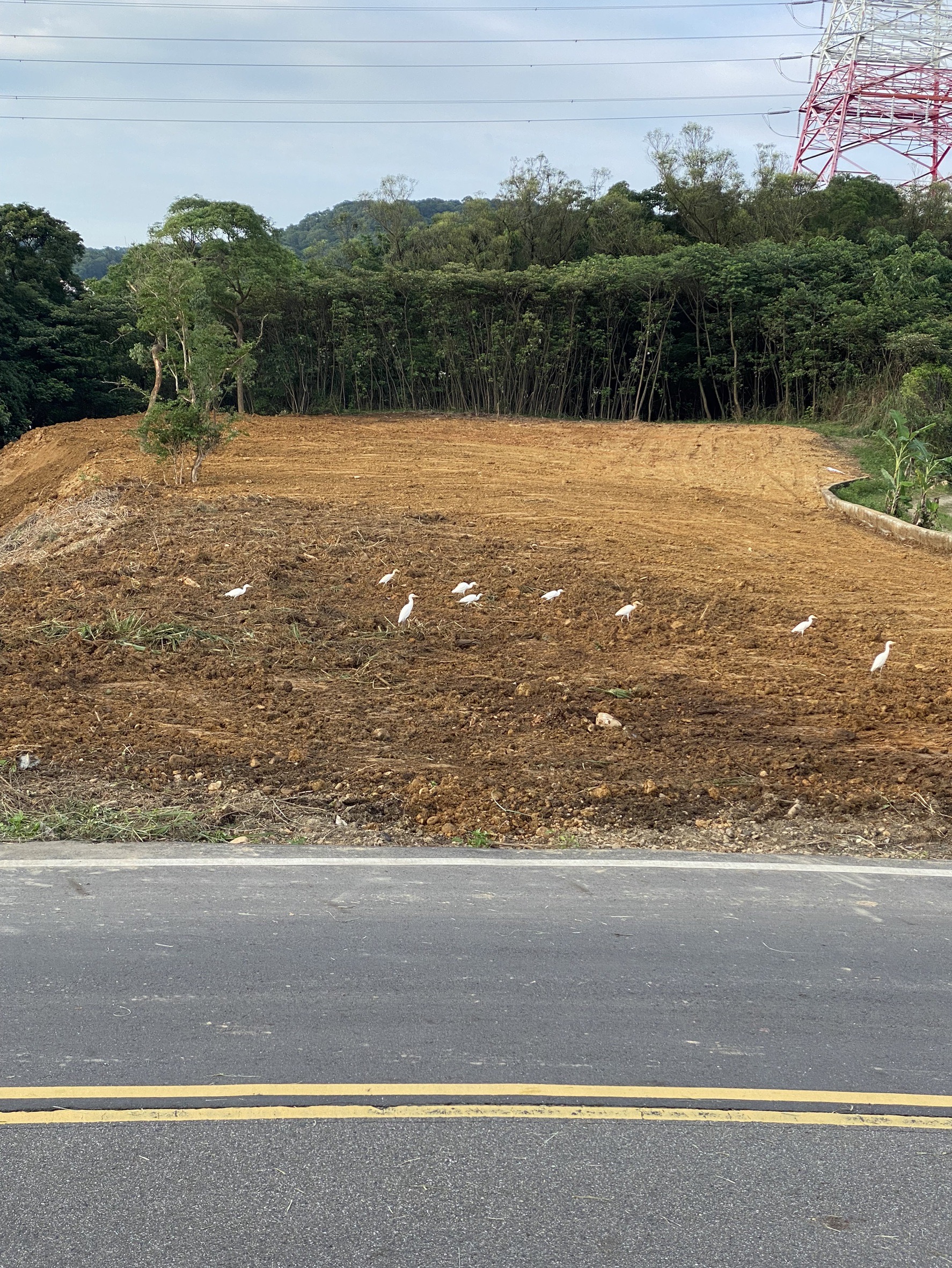 2026林口美麗華大馬路土地可以買嗎?分析優缺點、成交行情與未來增值一次看懂
